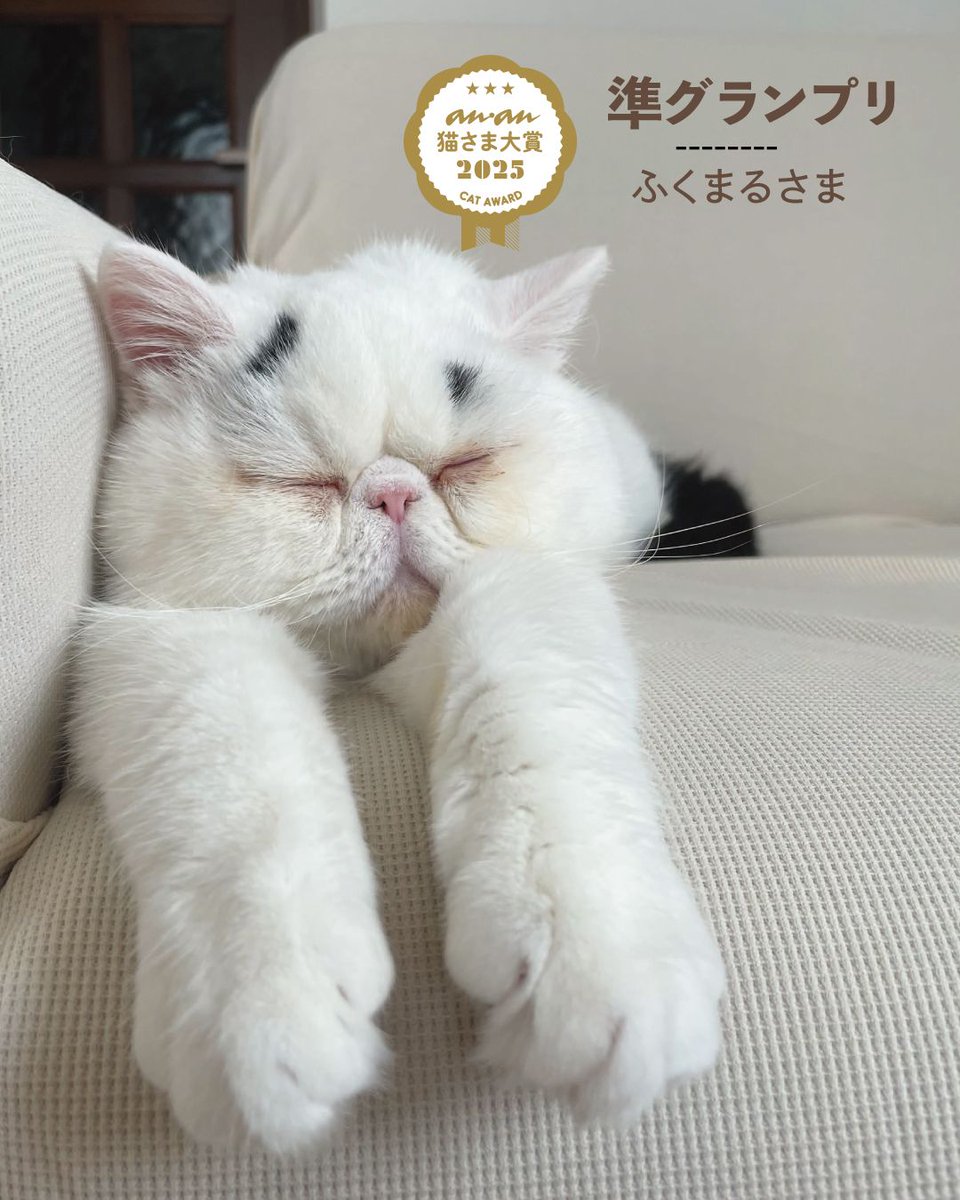 😼 「猫さま大賞2025」発表 ‼️ 今回の応募総数は約1万。かわいい
