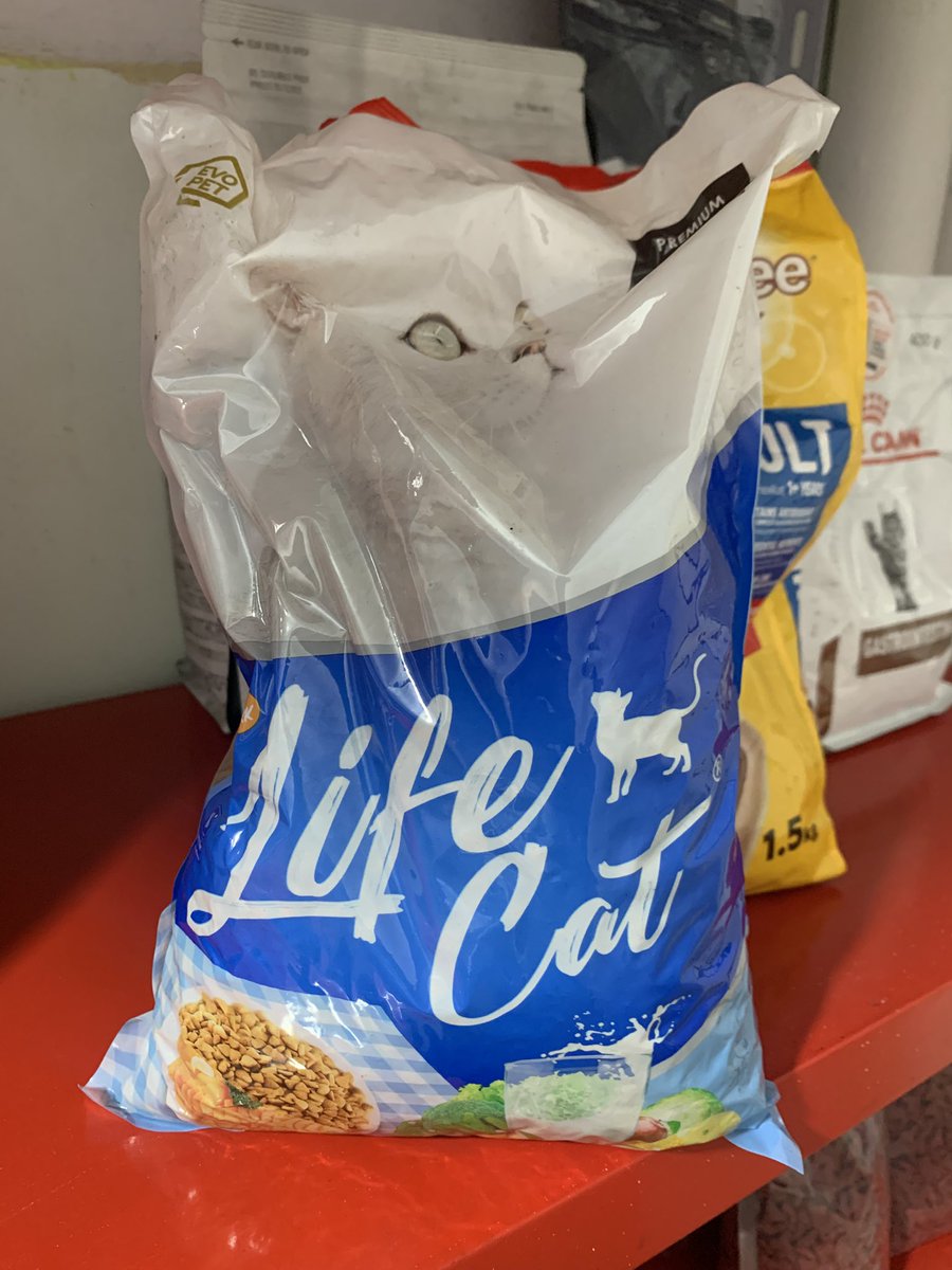 Pawang Salmon 🍉 tweet media