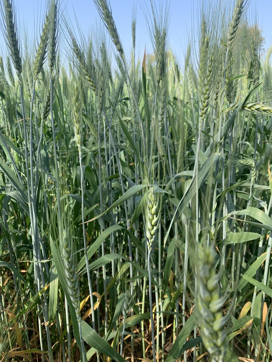 भगवान की व्यवस्था -: 
एक एक दाने की पैकिंग जिसमें किसी भी बाह्य साधन का उपयोग नहीं किया गया। यह तो साध्य की ही कृति हो सकती है।हर दाने के लिए ईश्वर के प्रति कृतज्ञता।