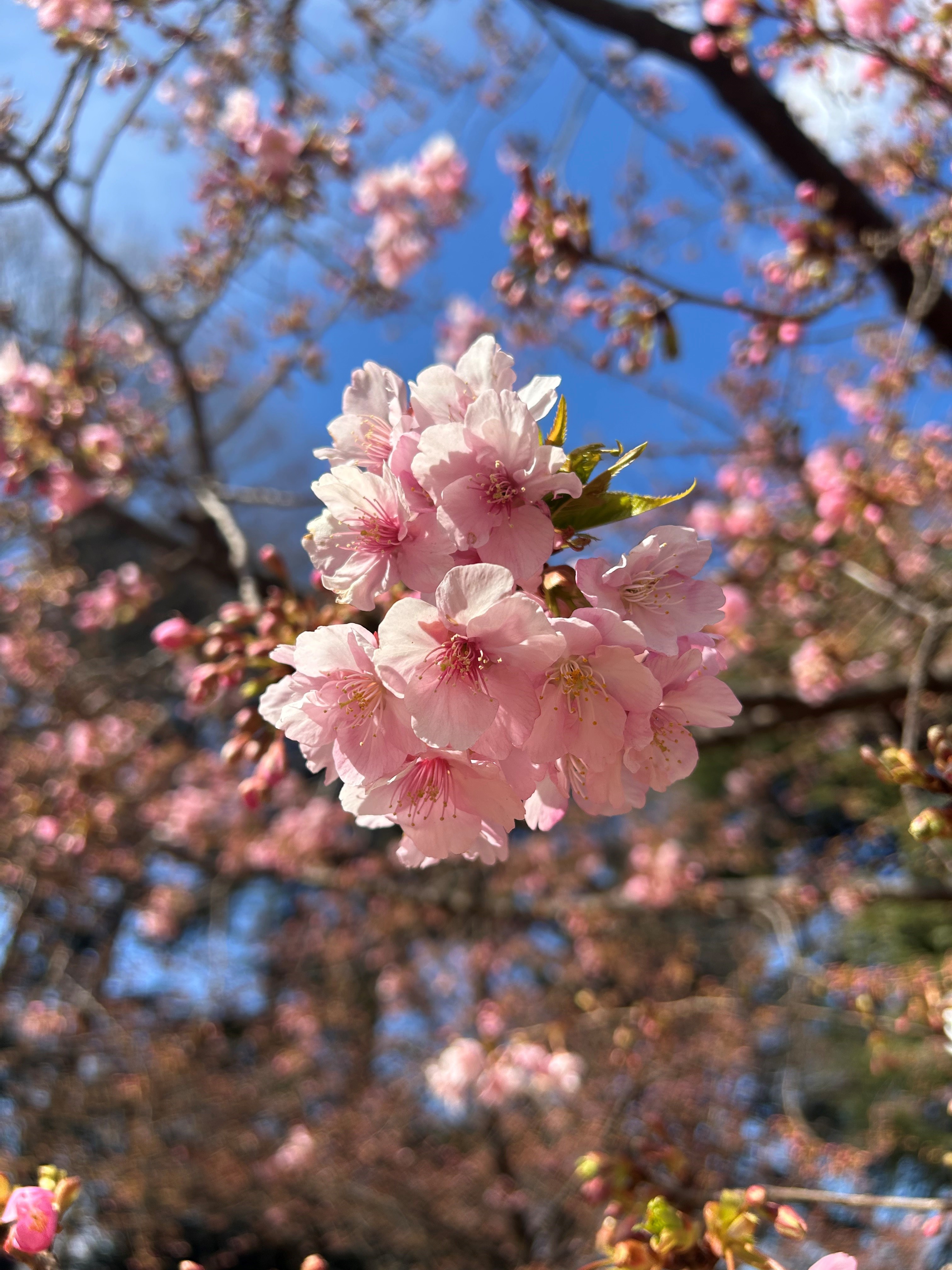 都立林試の森公園 on X: 