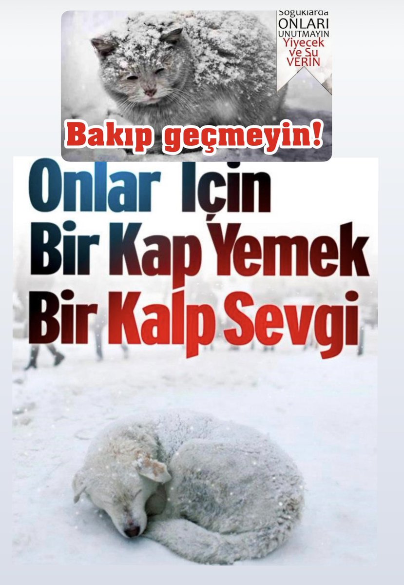 “Kediler ve Köpekler, Kalplerimizin Sessiz Yoldaşları ve Ruhlarımızın Sessiz Bekçileridirler..”

Onlar Sizlerin Önemli Sınavıdır!.

Can Dostlarımıza Sahip Çıkın!..