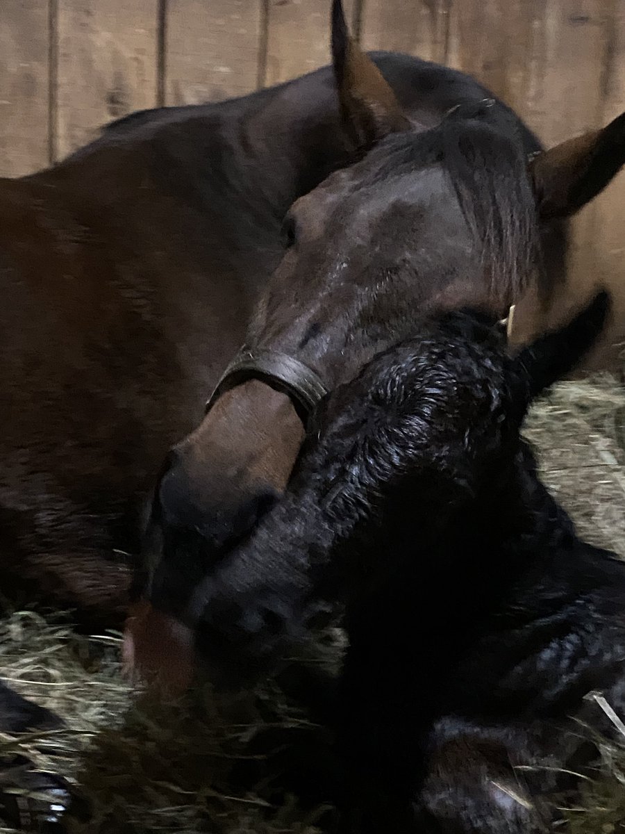 BrittWadsworth's tweet photo. #6 is a Gunite colt out of Overheated.
@nytbreeders 
@coolmoreamerica 
@NYDarkHorse @B_Hahn7 https://t.co/5UtyxopPpm