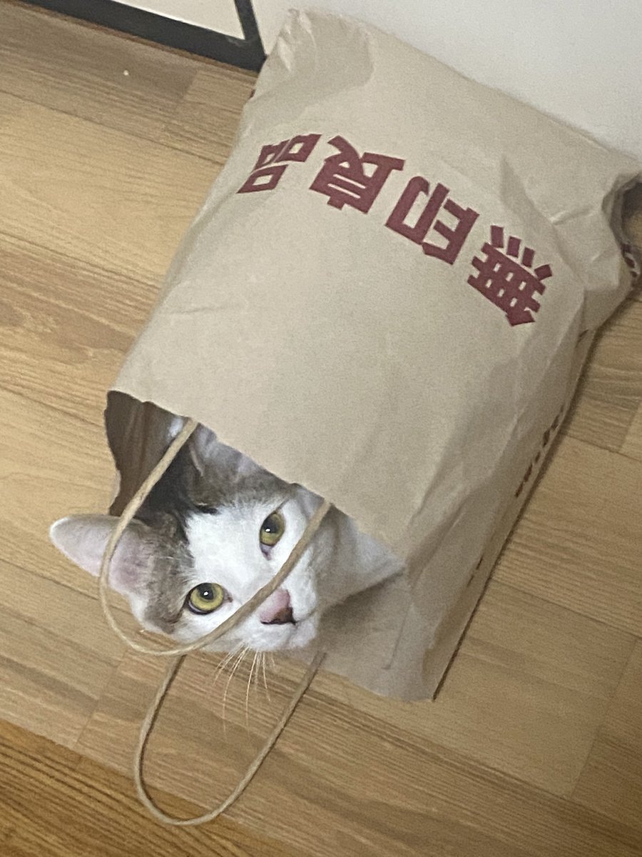 chibituna222's tweet photo. 無印良品🐱 https://t.co/Wzg7LFVHqf