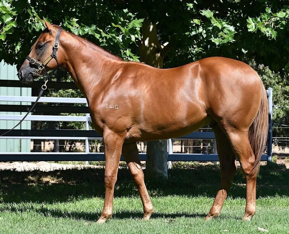 Pearce Racing (@pearce_racing) on Twitter photo ALL-LADIES HORSE! ๐๐ผ๐ฅ๐ฅณ
๐ท Lot 290: 2025 Perth Magic Millions ๐ท
DUCIMUS x SENTFROMTHESTARS colt
โข Purchased for $140,000 + GST
WHAT WE LIKE โฌ๏ธ
โ
Super impressive with plenty of muscle and strength
โ
Great damline
โ
Early-running type
๐ pearceracing.com.au/horses-availabโฆ ALL-LADIES HORSE! ๐๐ผ๐ฅ๐ฅณ
๐ท Lot 290: 2025 Perth Magic Millions ๐ท
DUCIMUS x SENTFROMTHESTARS colt
โข Purchased for $140,000 + GST
WHAT WE LIKE โฌ๏ธ
โ
Super impressive with plenty of muscle and strength
โ
Great damline
โ
Early-running type
๐ pearceracing.com.au/horses-availabโฆ