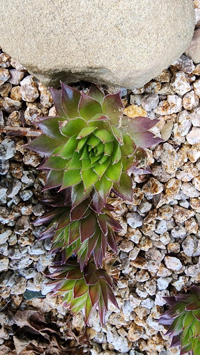 qpghp's tweet image. #다육이