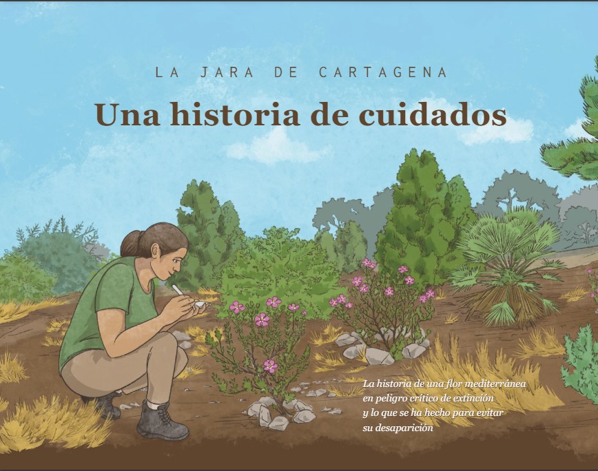 Jara de Cartagena (@jaradecartagena) on Twitter photo 🌺 La «Historia Ilustrada de la Recuperación de la Jara de Cartagena» Una historia de cuidados.
👉 jaradecartagena.com/lee-y-descarga…
🌏 #JaradeCartagena #recuperación #flora #biodiversidad
<a href="/OficialSebot/">Sociedad Botánica Española</a> <a href="/JovenesBotanica/">Jóvenes por la Botánica Española - JxBE</a> 🌺 La «Historia Ilustrada de la Recuperación de la Jara de Cartagena» Una historia de cuidados.
👉 jaradecartagena.com/lee-y-descarga…
🌏 #JaradeCartagena #recuperación #flora #biodiversidad
<a href="/OficialSebot/">Sociedad Botánica Española</a> <a href="/JovenesBotanica/">Jóvenes por la Botánica Española - JxBE</a>