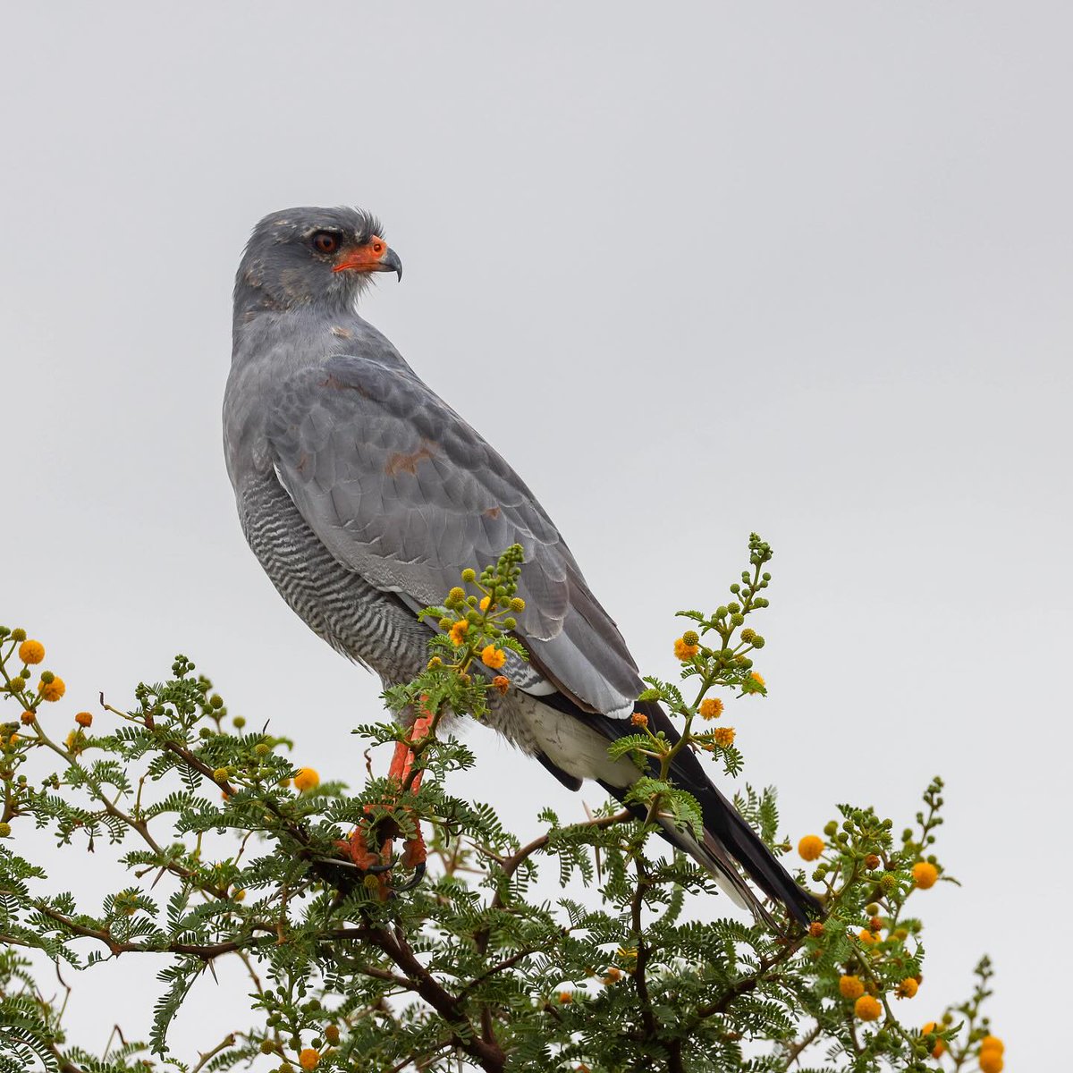 Pale chanting goshawk in #MountainZebraNationalPark 📷gregstewartphotography #LiveYourWild <a href="/SANParks/">SANParks</a>