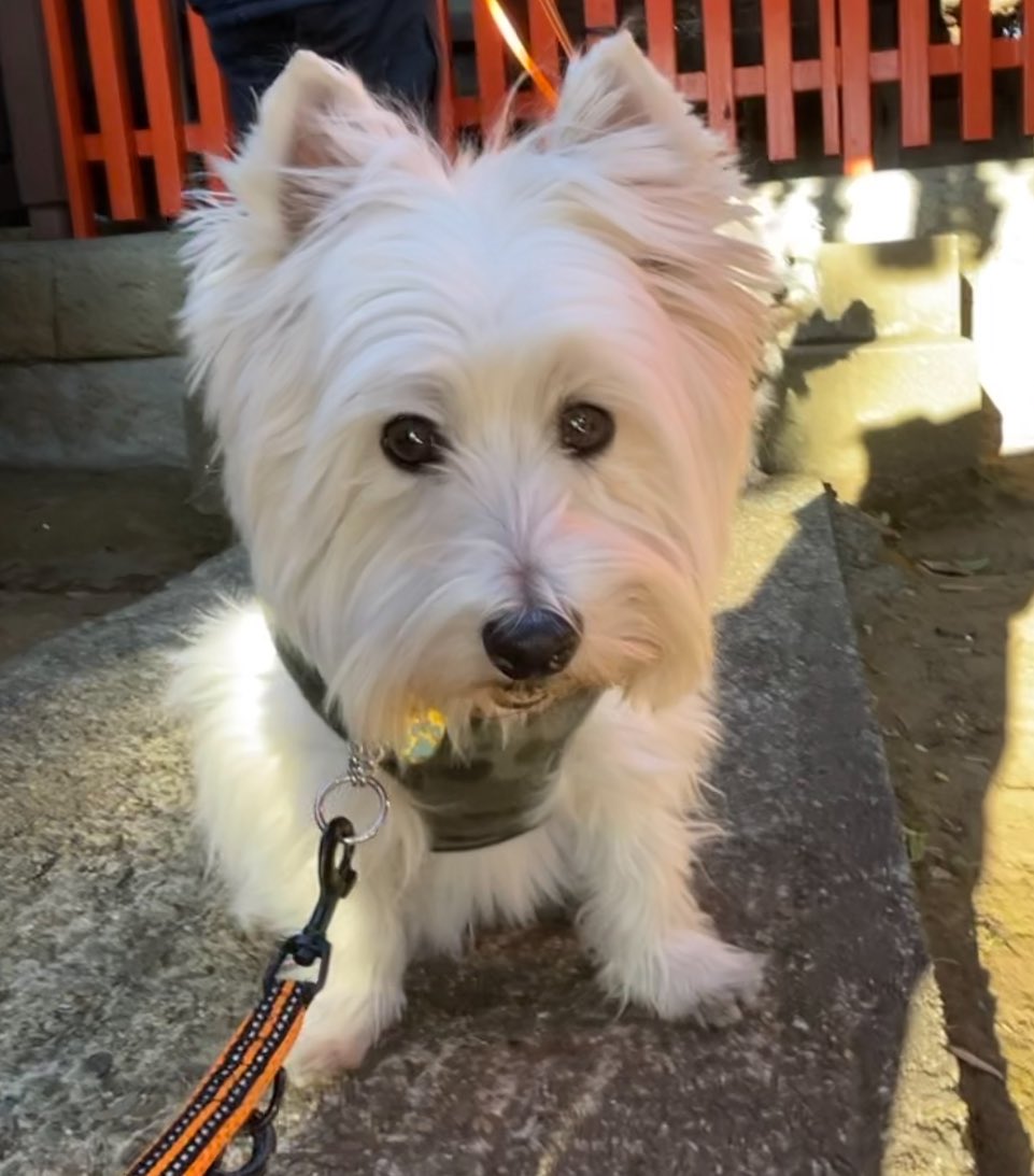 ステラ可愛い〜💕と言いながら写真撮ってたけど、背後に可愛い子もう1匹いた😆
#ウエストハイランドホワイトテリア  #ウエスティ #WESTIE #westhighlandwhiteterrier  #犬のいる暮らし