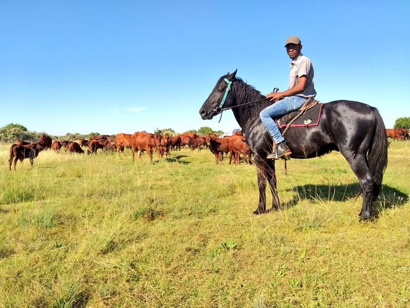 KasiEconomy's tweet photo. Thabo Dithakgwe began farming at the age of 13. Thabo manages over 200 cattle, Boer goats, and sheep on a 2 500-hectare farm. https://t.co/TS9ZYetFGu
