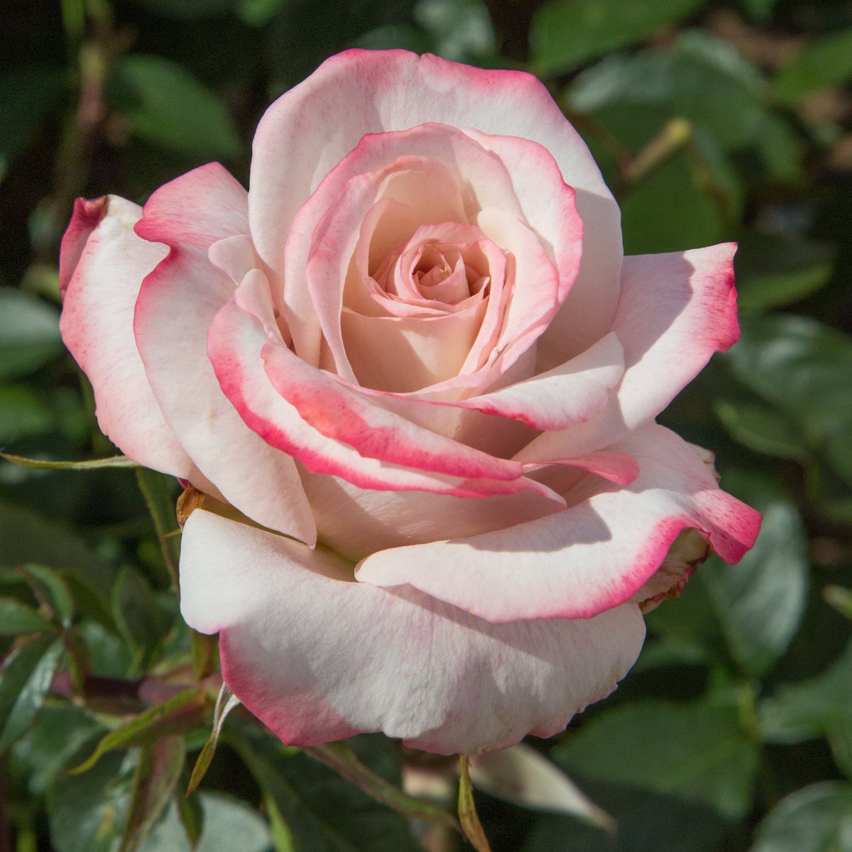 Alain Delavie (@alaindelavie) on Twitter photo Des bouquets parfumés avec les rosiers de la Maison Meilland #rosier #rose #bouquet #parfum <a href="/rosesmeilland/">Meilland Richardier</a> <a href="/Meilland_Roses/">Matthias MEILLAND</a>
pariscotejardin.fr/2025/02/des-bo… Des bouquets parfumés avec les rosiers de la Maison Meilland #rosier #rose #bouquet #parfum <a href="/rosesmeilland/">Meilland Richardier</a> <a href="/Meilland_Roses/">Matthias MEILLAND</a>
pariscotejardin.fr/2025/02/des-bo…