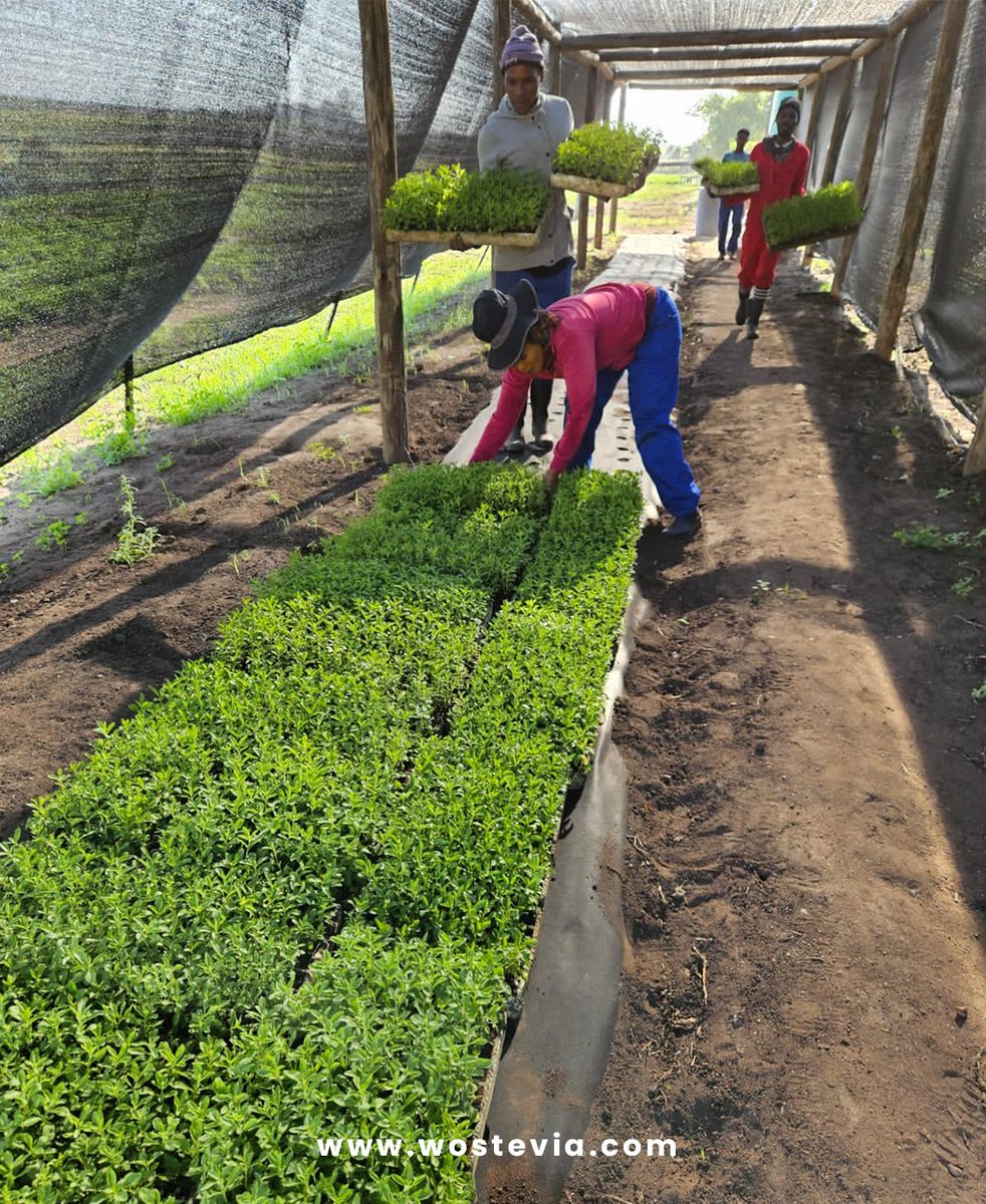 Fun Fact Friday: Did you know Stevia thrives in Africa's warm climate? ☀️🌱 High-quality, calorie-free sweetener is cultivated from its leaves! Next time you sprinkle Stevia, remember it’s a blend of nature &amp; sustainability! 🌿💚