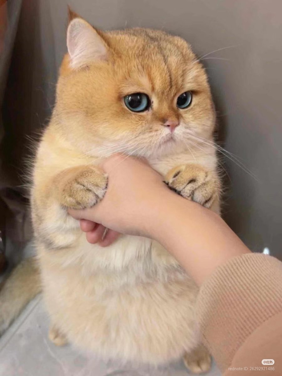 No Context Cats tweet media