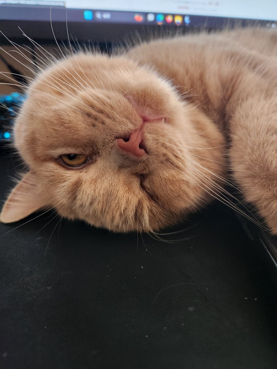 Back yard@Yu tweet media