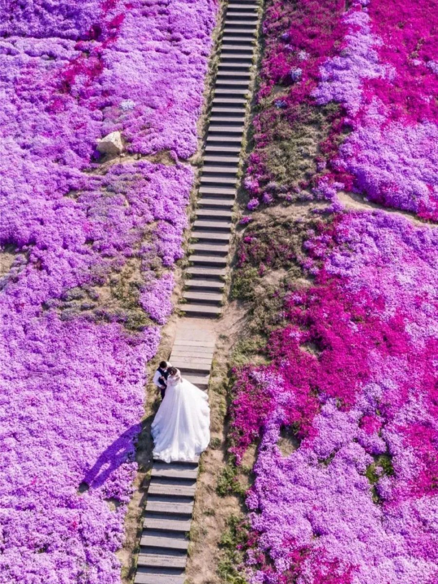 AmazingTaian's tweet photo. What's #spring like in #Shandong? Let these stunning snapshots do the talking. Every bloom and ray of sunshine tells its own story! ☀️🌺🌷🌸 #ExploreTaian #TaianSpring #NatureBeauty https://t.co/vS5L9B1jhr