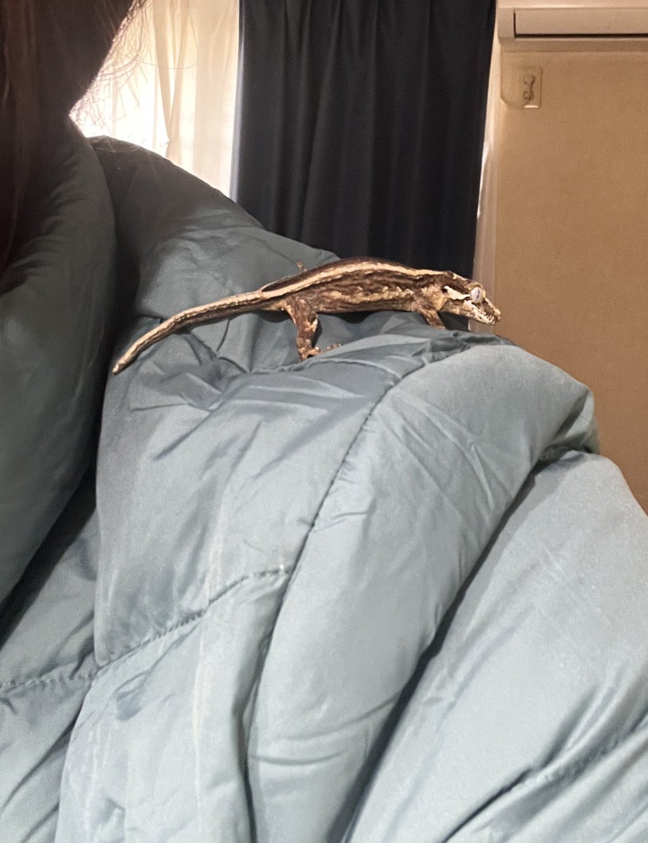 今夜は私が会社の総会でいないので、ガーゴイルゲッコーのはくれんにちょっと早めのご飯。うちでベビーはこの子だけなので毎日せっせとレパシーorコオロギペーストorコオロギをダスティングしてあげてます。今日はコオロギでした〜😉ご飯の後はお散歩〜。ちゃ…ちゃんと仕事もしてるよ？w