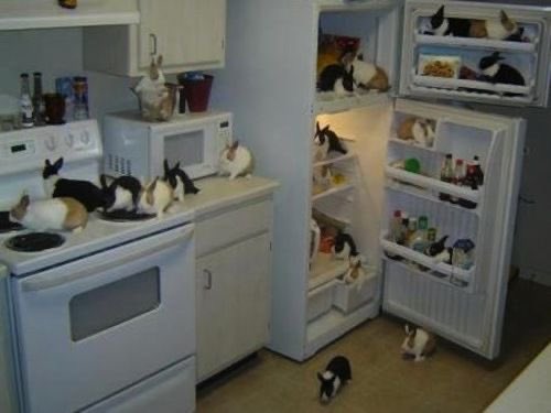 Bunnies (@bunnies) on Twitter photo 