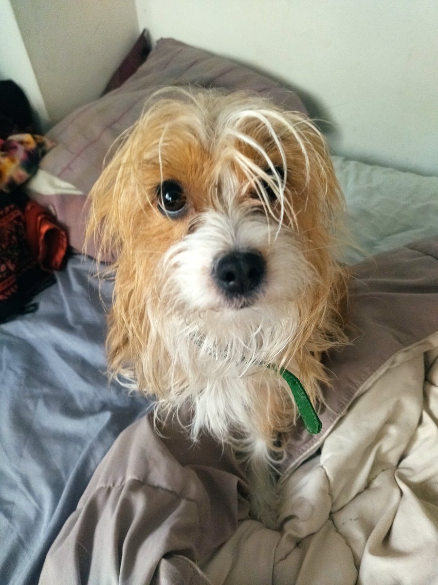 A Selva le mordió perro. 
Según la normativa no se le podían dar antibióticos hasta que no se recibiera el resultado de un cultivo. 

El hospital Imavet recibió 'el cultivo que determinaba la bacteria y el antibiótico que necesitaría este pasado lunes, días después de su