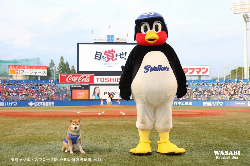 wasabi_shiba's tweet photo. つばたんが ねそべるのは、おっきいつばたんが、ちびっこわさびをこわがらせないよになのワン。おめめのたかさ あわせてくれる、やさしいつばたん🐧🐶
#swallows #つば九郎 #つば九郎ありがとう #つばたんのおひざくらい https://t.co/GmMQ5x8Gzd
