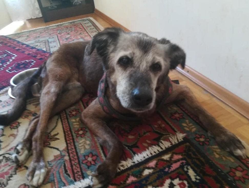 This is my 17 year old girl and I just wanted you to see her “ ❤️ Old dog should not be abandoned, Old dog need love 🙌🏻.
