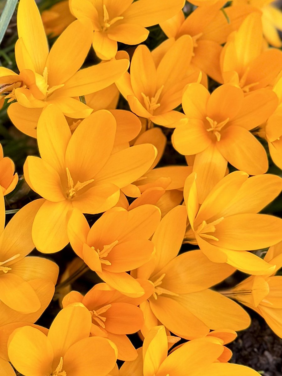 BeachDog15's tweet image. #Springisnear