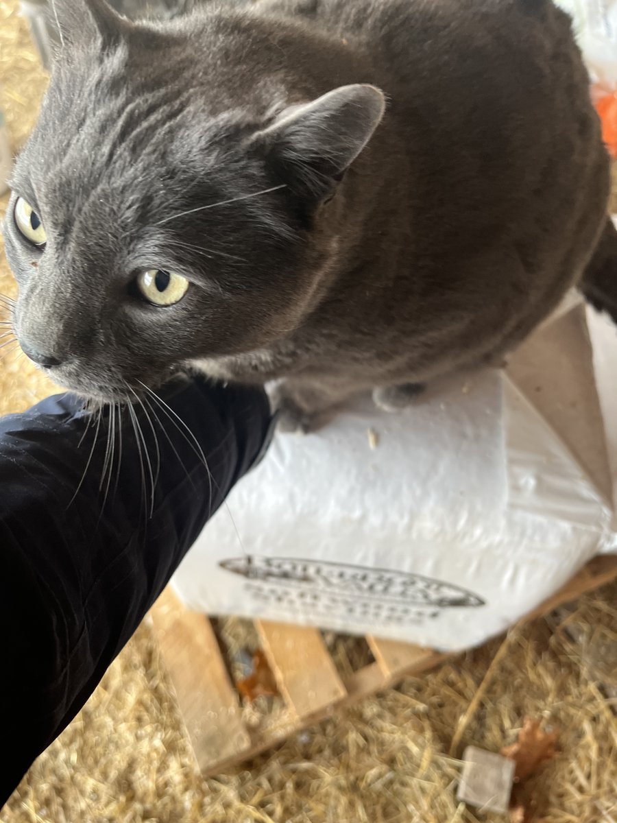 RanchEmu's tweet photo. LOL! Everyone wanted in on the chores with Karina! Pssst - We think it's because they're ready for breakfast! LOL!
#montanaemuranch #emutrients #emuplus #EMUgency #emuoil #ranching #cats #ranchlife #ranchlifestyle #ranchliving #horses https://t.co/3TcTDwt11J