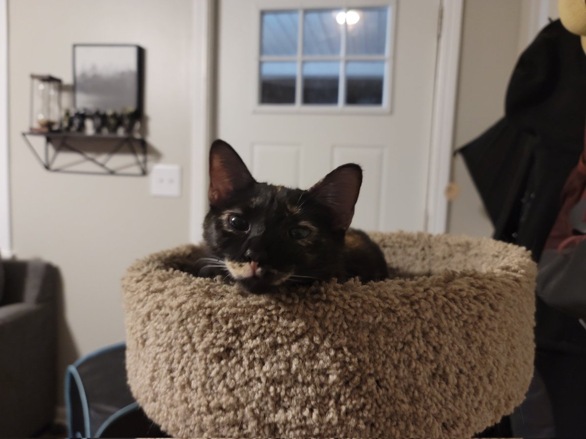 MrGarbageCat's tweet image. Sorry I haven't been active lately, I haven't forgotten about you all.