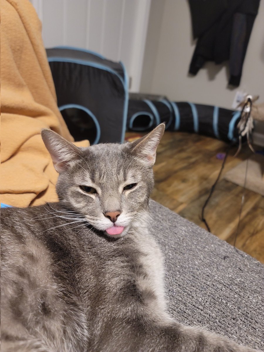 MrGarbageCat's tweet image. Sorry I haven't been active lately, I haven't forgotten about you all.