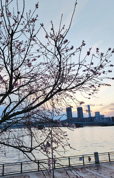 🌸咲いてたよ❣️八重桜かな〜 