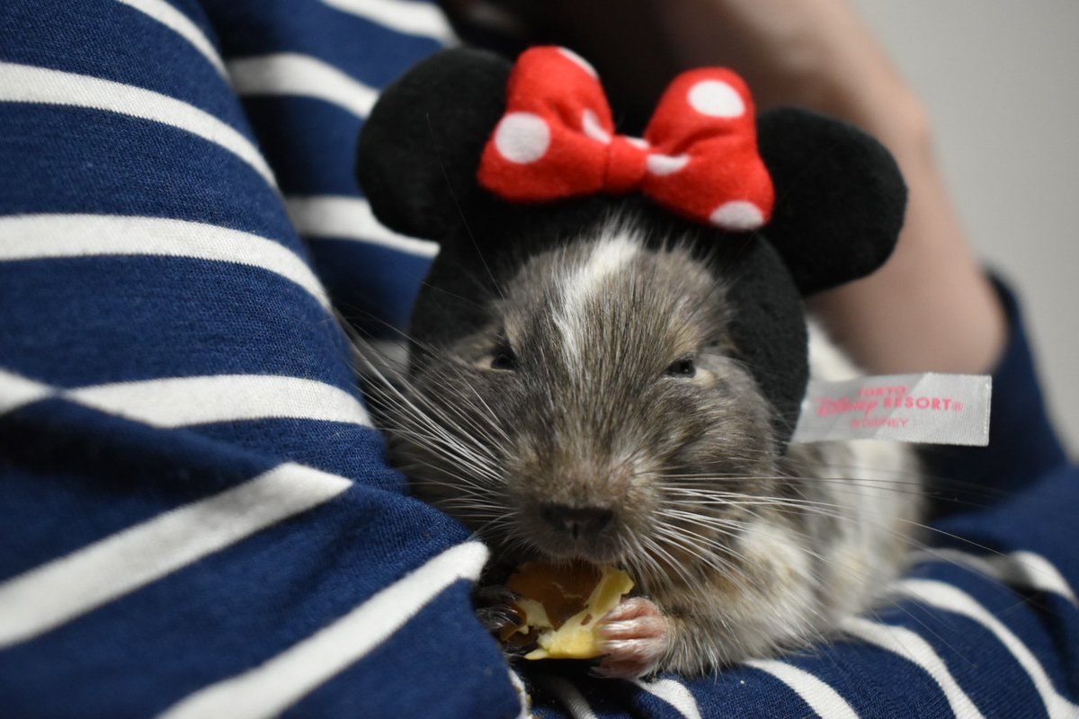 飯田まーぼ tweet media