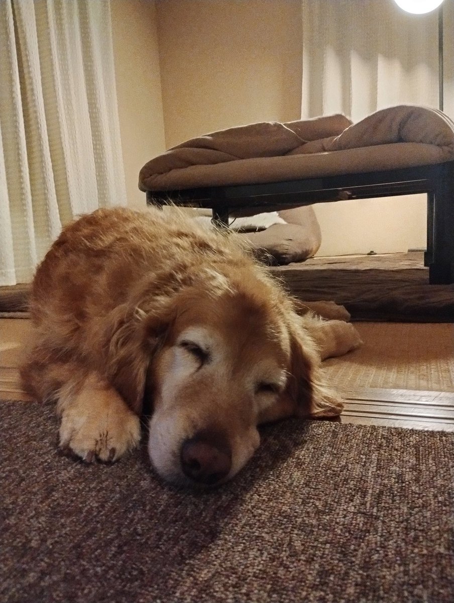 おやすみ
茶子りん😪