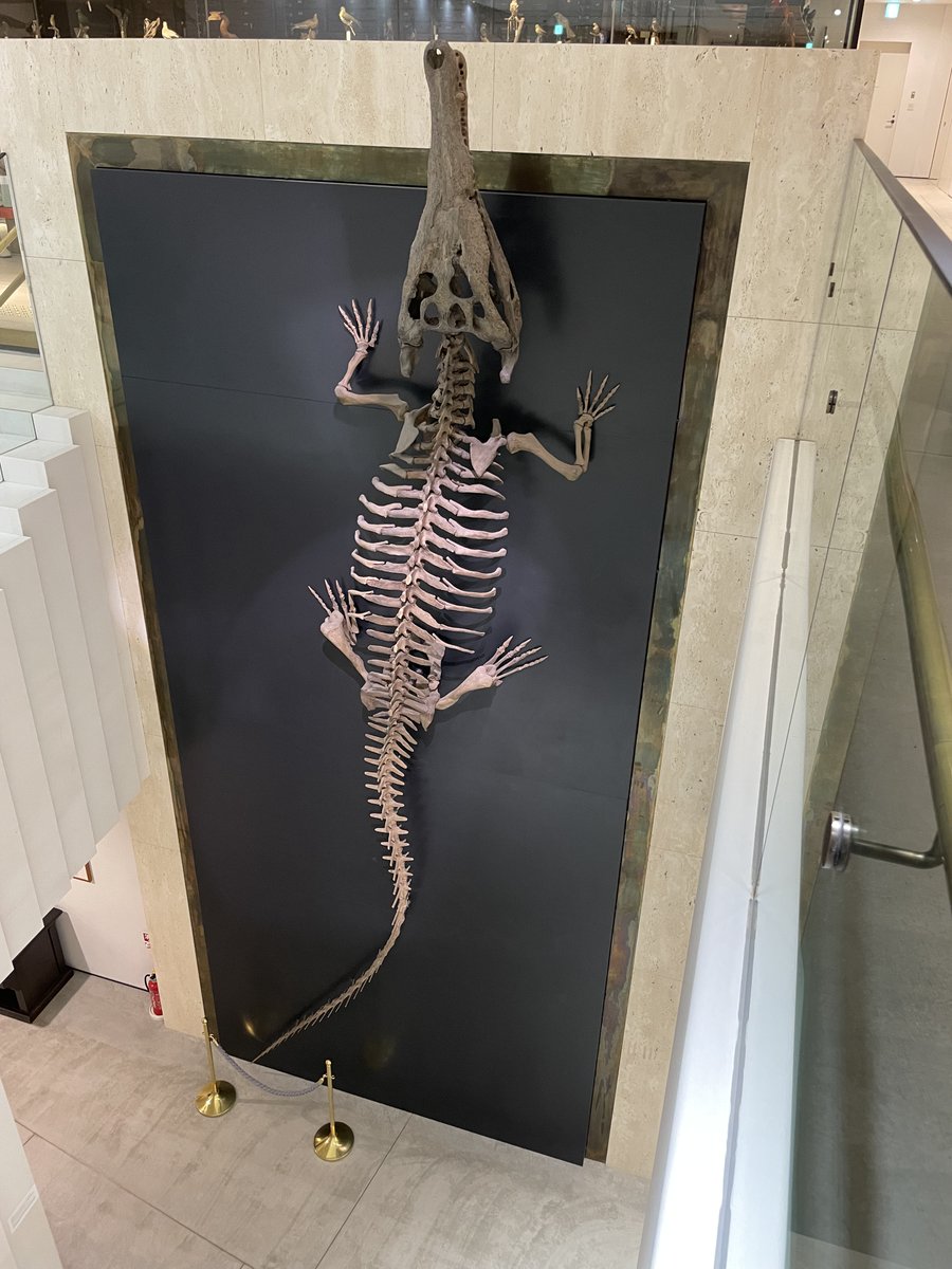 Happy #FossilFriday! Here is Toyotamaphimeia machikanensis from the Pleistocene of Japan! We are now working on the reconstruction of Toyotamaphimeia taiwanicus from the Pleistocene of Taiwan to be on display soon - please stay tuned!