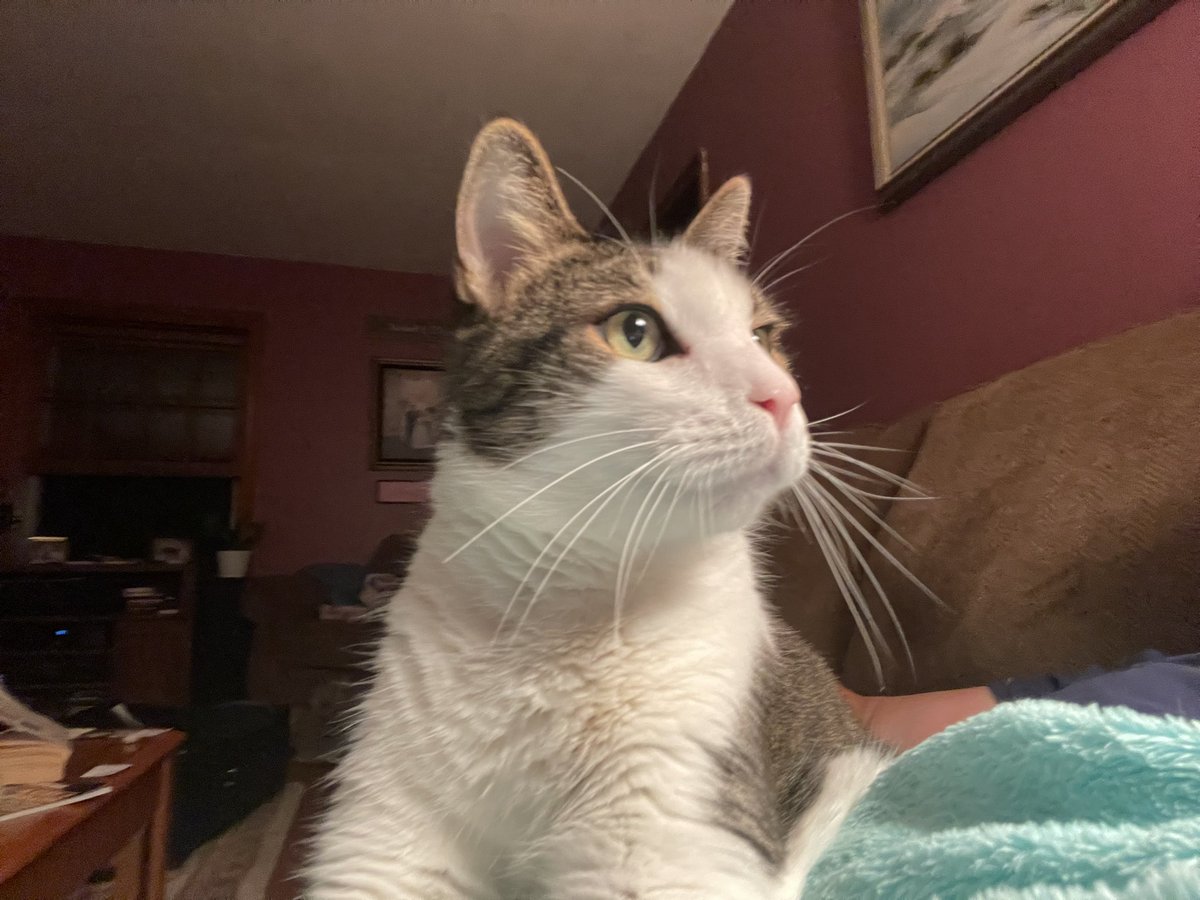 My sweet baby Stefan passed this morning after a very rough night. I’m glad he’s at peace but it hurts so bad.