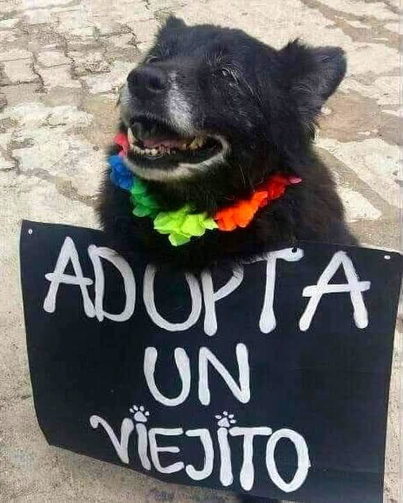 VIBRAmascotas's tweet photo. Son super lindos, ya no hay que enseñarles mucho , se adaptan fácilmente, son hermosos y sobre todo también merecen ser adoptados y amados 
#BuenosDías #rt #adoptaUnPerroViejito https://t.co/pkQBZKNAfe