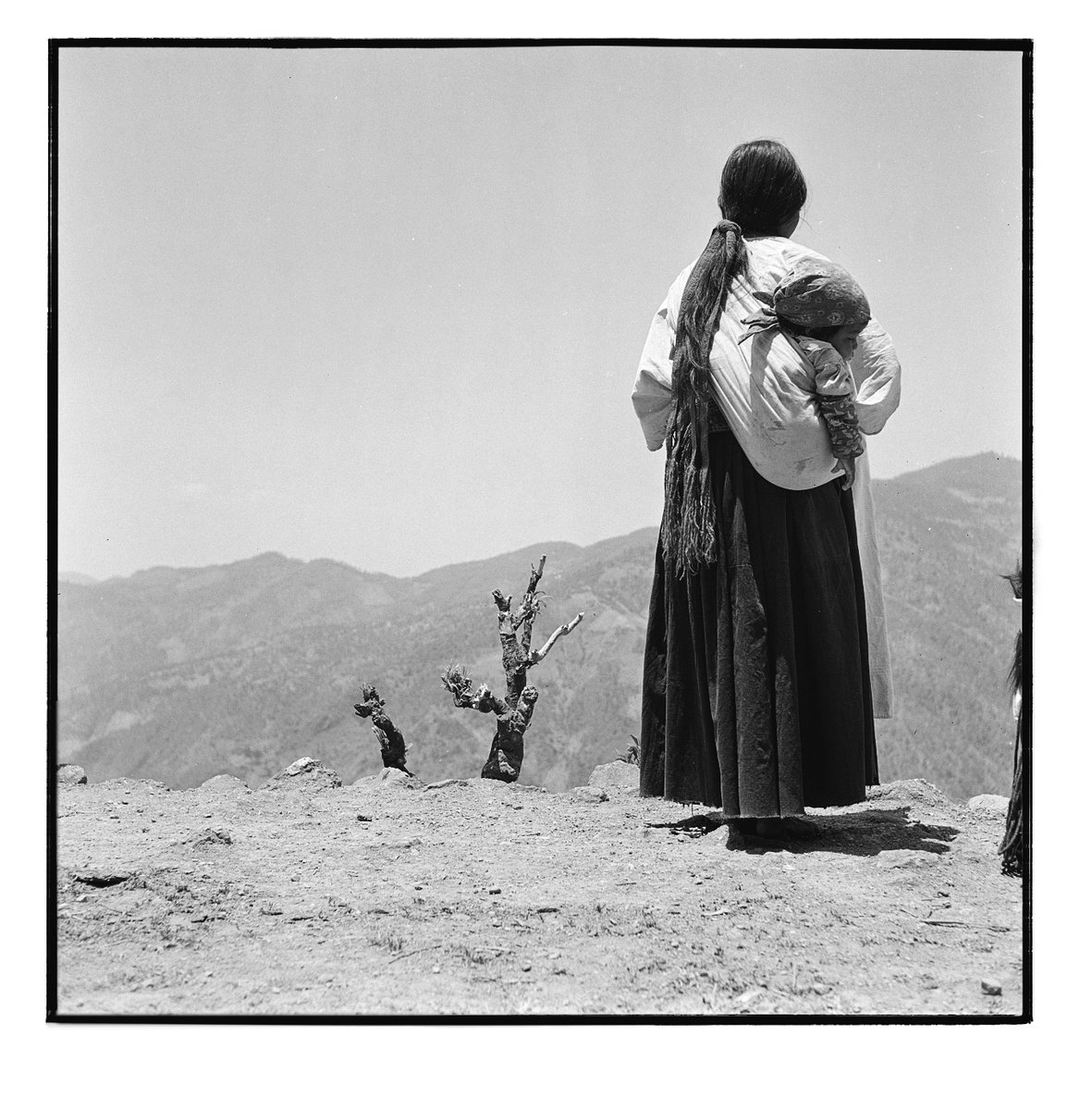 literland tweet media