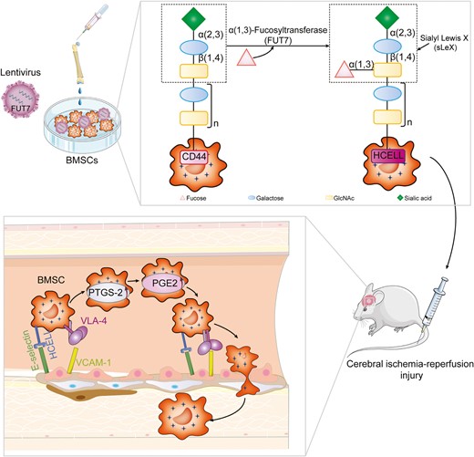 Enforced HCELL Expression Enhances Bone Marrow Stromal Cells Homing and Amelioration of Cerebral Ischemia-Reperfusion Injury via induction of PGE2
doi.org/10.1093/stmcls…
