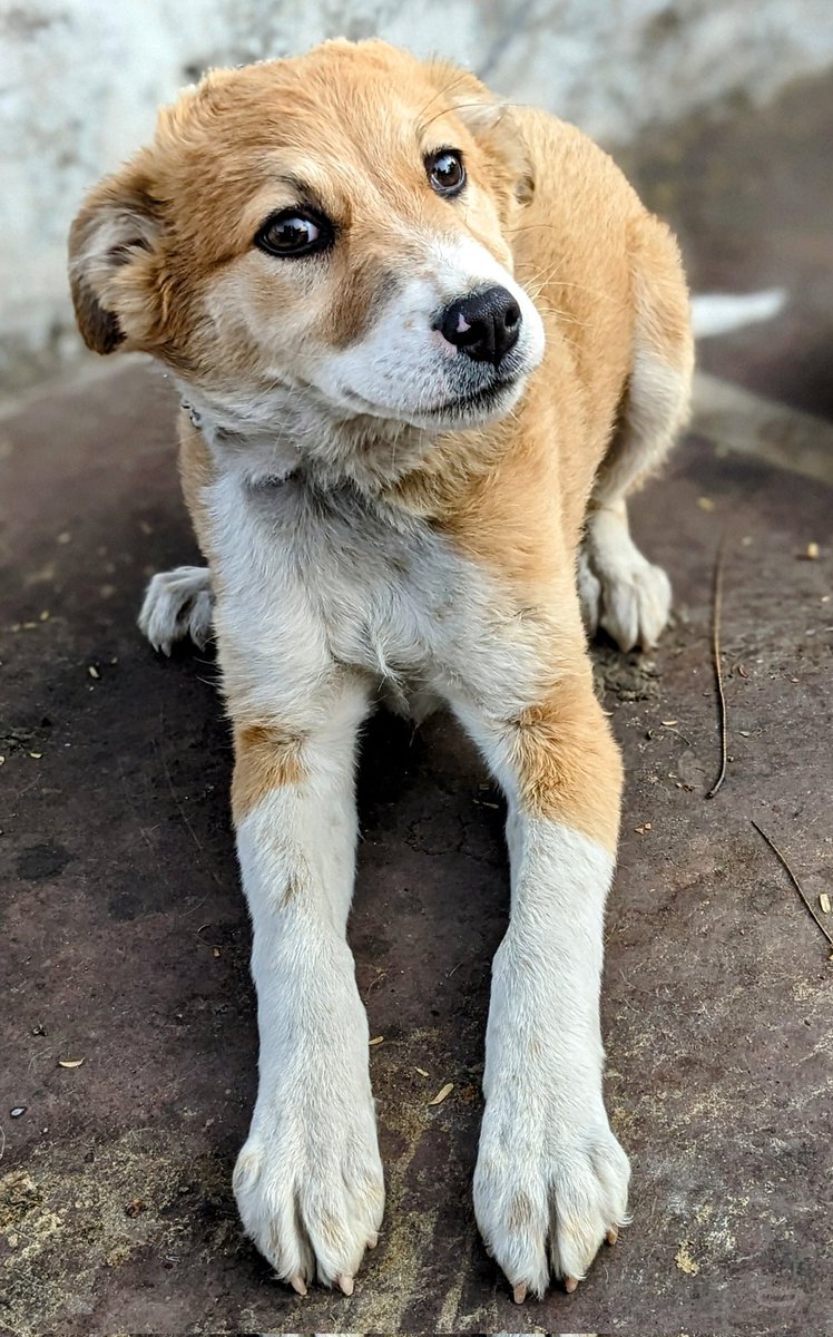 techcubemithun's tweet photo. @madebygoogle #Pixel4a https://t.co/QV3pMBbJEr