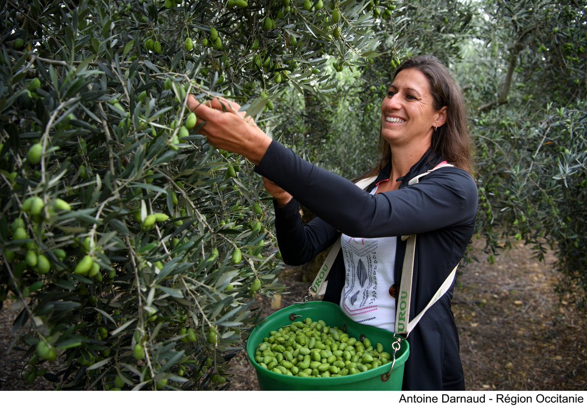 Occitanie's tweet photo. 👩‍🌾 Le #SIA2025 ouvre ses portes demain❗️
123 producteurs et éleveurs régionaux feront découvrir aux visiteurs le meilleur de l'#Occitanie 😋
Mobilisée pour toutes les filières, la #Région est celle qui investit le ➕ pour l'#agriculture 👉https://t.co/jNXjtuRQXE
_
#OccitanieAuSia https://t.co/muqVWcbll0