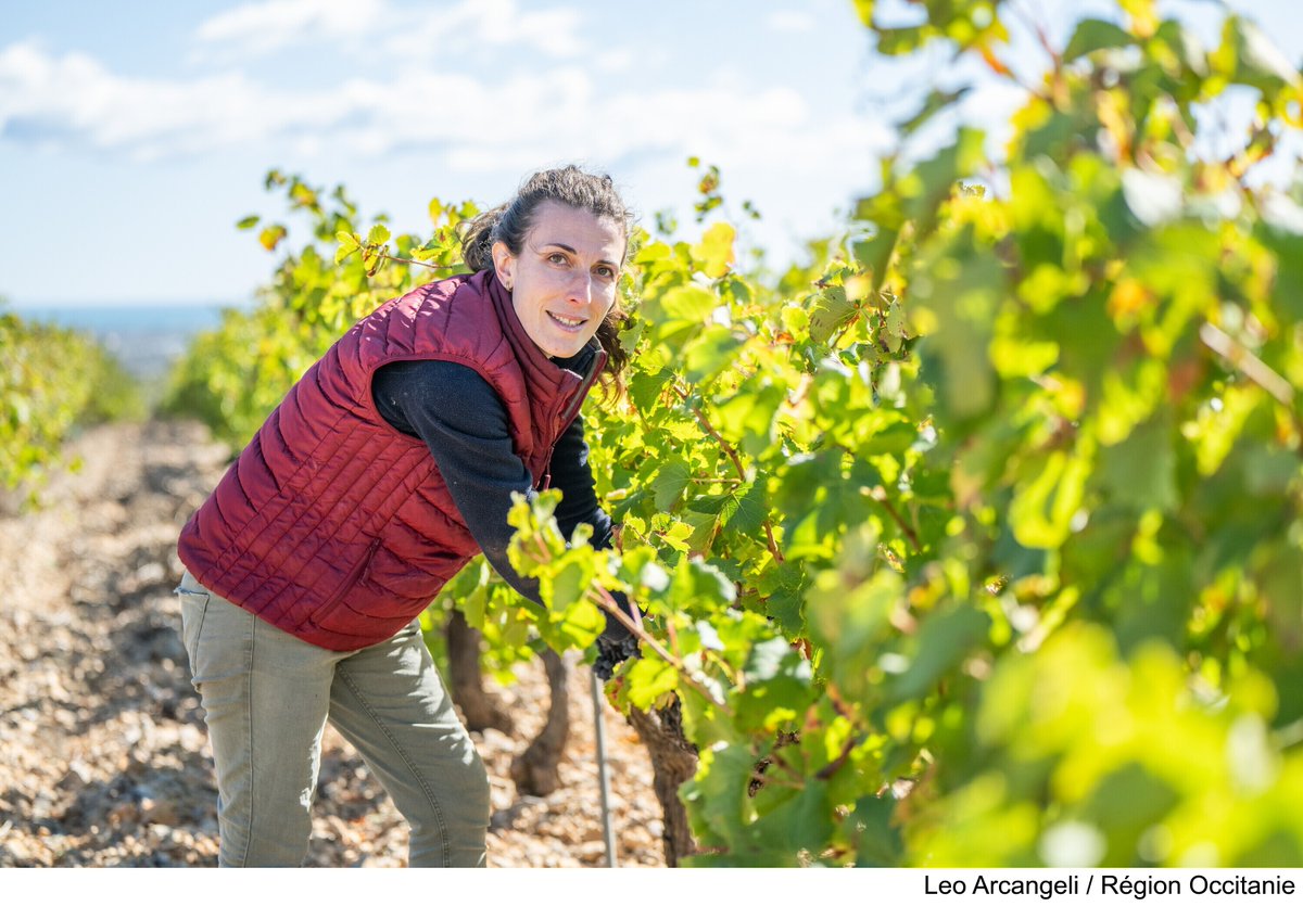 Occitanie's tweet photo. 👩‍🌾 Le #SIA2025 ouvre ses portes demain❗️
123 producteurs et éleveurs régionaux feront découvrir aux visiteurs le meilleur de l'#Occitanie 😋
Mobilisée pour toutes les filières, la #Région est celle qui investit le ➕ pour l'#agriculture 👉https://t.co/jNXjtuRQXE
_
#OccitanieAuSia https://t.co/muqVWcbll0