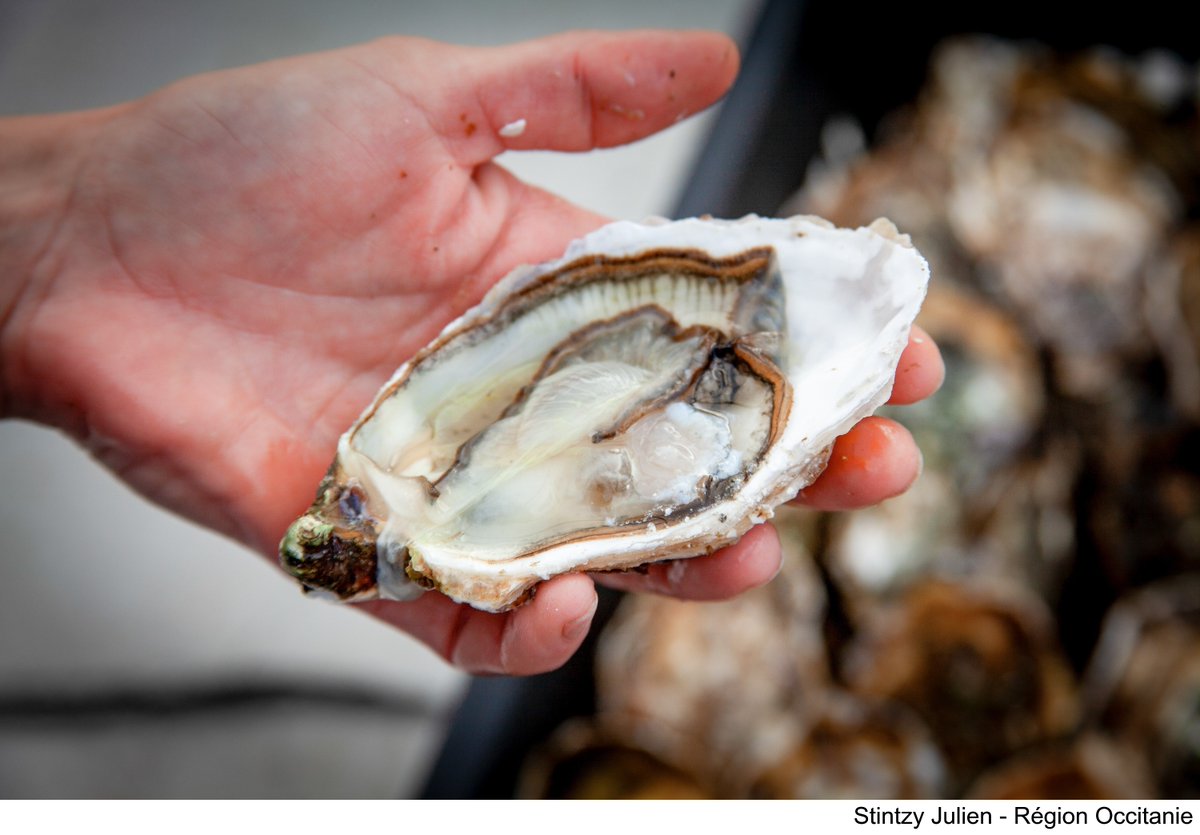 Occitanie's tweet photo. 👩‍🌾 Le #SIA2025 ouvre ses portes demain❗️
123 producteurs et éleveurs régionaux feront découvrir aux visiteurs le meilleur de l'#Occitanie 😋
Mobilisée pour toutes les filières, la #Région est celle qui investit le ➕ pour l'#agriculture 👉https://t.co/jNXjtuRQXE
_
#OccitanieAuSia https://t.co/muqVWcbll0