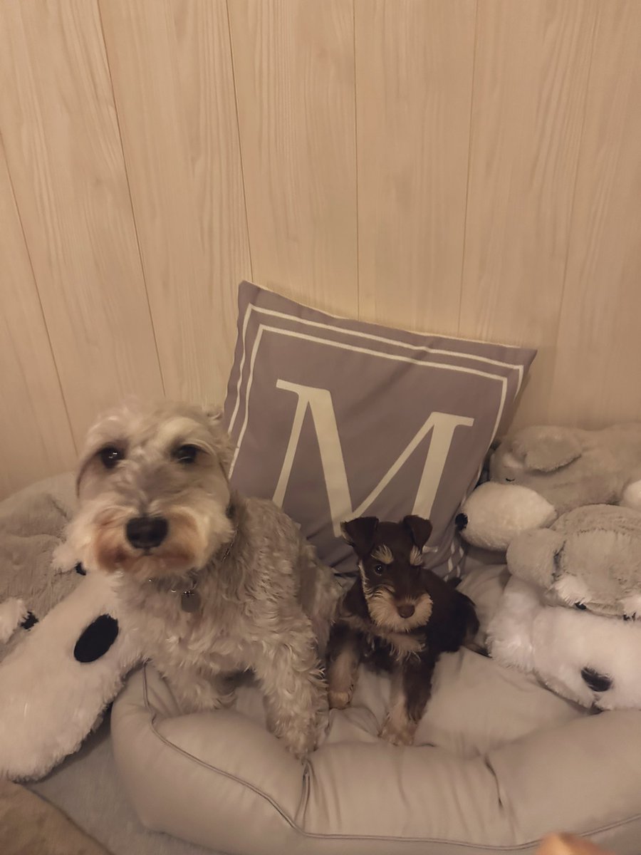 そうだ。
こっちで報告するの忘れてた。。。💦

マッシュお兄ちゃんになりました🐶
12/1🎂♂
レバー&amp;ホワイト
ELMOです♥️

マッシュ共々よろしくお願いします🥰💓

#ミニチュアシュナウザー #多頭飼 #犬のいる暮らし