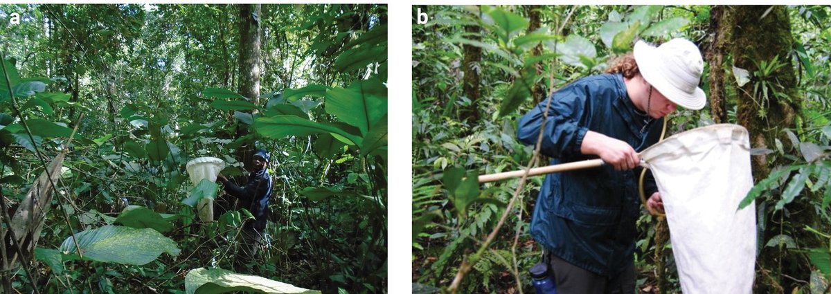 African Invertebrates tweet media