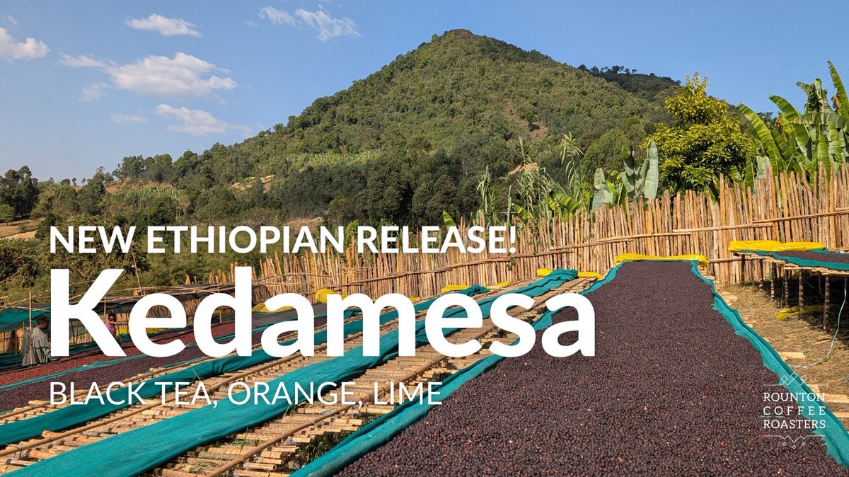 Introducing Kedamesa - our brand new Ethiopian coffee drop! ☀️

Kedamesa, produced by Negash Abarago, is citrus sweet with bold flavours.

Shop now: rountoncoffee.co.uk/products/kedam…

#ethiopiancoffee #specialtycoffee