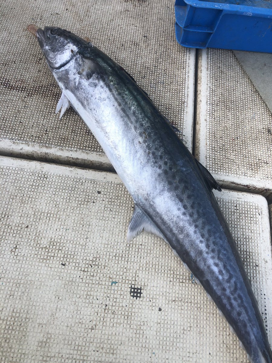 aiwakamaru's tweet photo. 今日の水揚げ。

サワラ　1本🐟 https://t.co/ZkMpey76FP