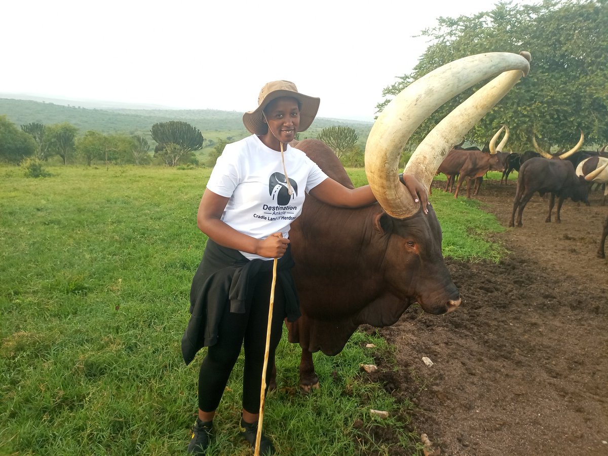 NduhukireW's tweet photo. The real touch of African heritage.
#ankolecattle
#DestinationAnkole https://t.co/51fIklldbd