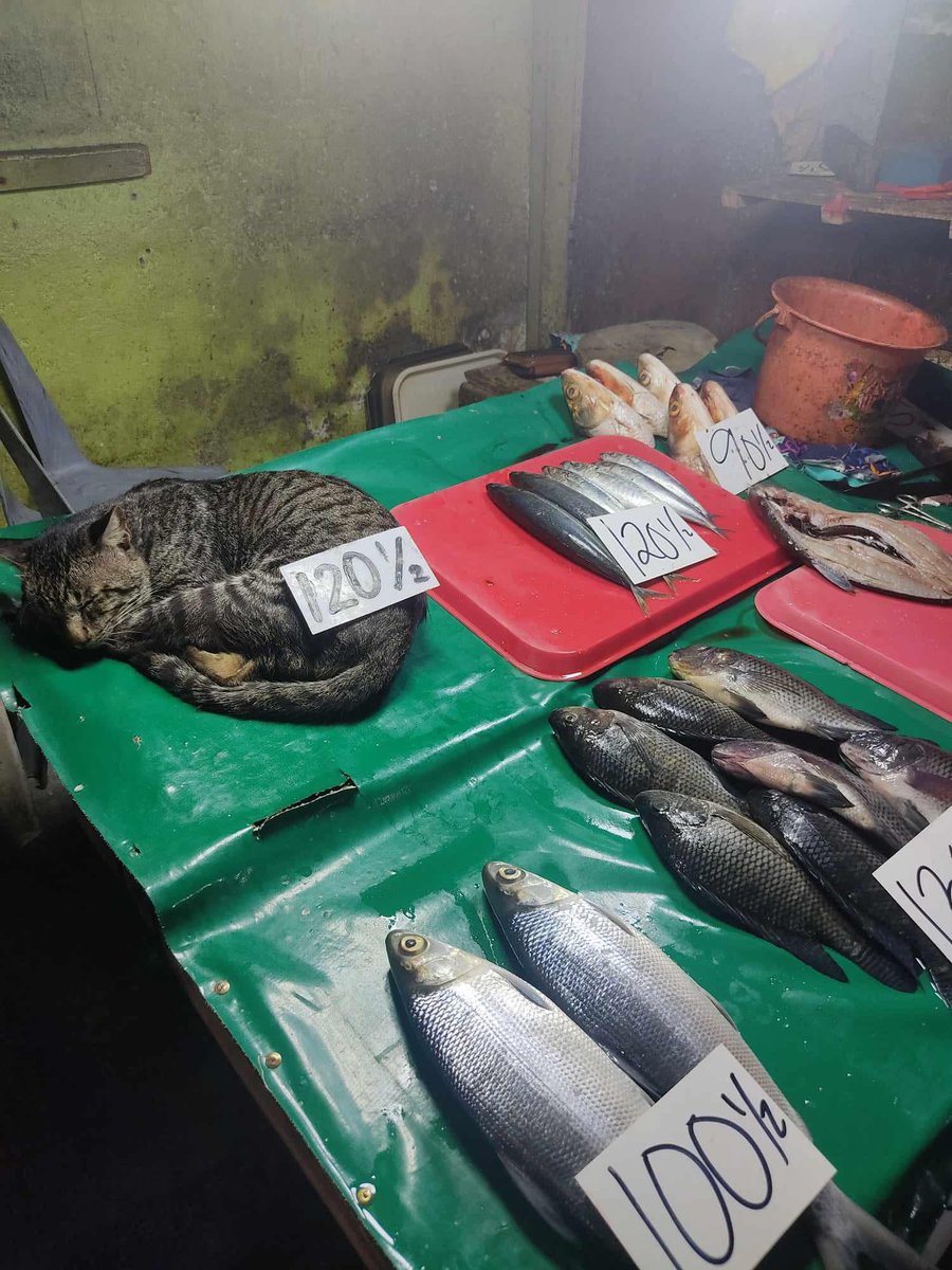 mgapusasadaan's tweet image. live tilapia rush sale!