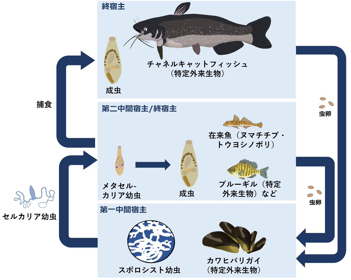 プレスを出しました。大陸部から侵入した新たな寄生虫「ドルフス腹口吸虫」が利根川水系に侵入し、在来魚に感染していることを明らかにしました。カワヒバリガイが感染源で、ブルーギルとアメナマは優秀な拡散者とみられ、その中で在来魚に感染していることがわかりました。
toho-u.ac.jp/press/2024_ind…