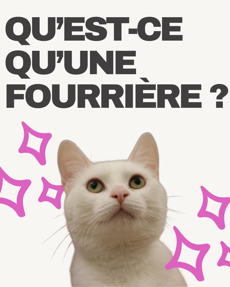 🐾 Ethics For Animals 🐾 tweet media