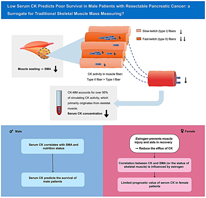 NutritionBMC's tweet image. In #Nutrition Journal
🔎Investigating whether preoperative serum #creatine kinase is associated with survival of patients with #PancreaticCancer
🚨Low preoperative serum CK independently predicts poor survival after curative surgery in males
👉doi.org/n7sz