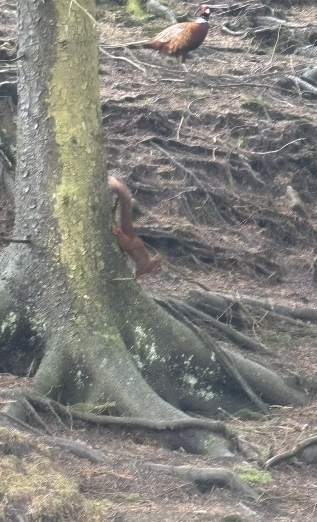 “Two red squirrels spotted today at Killhope! Always a privilege to see these little beauties in the wild. 🐿️🍂 #NatureAtItsBest”
#squirrellife #squirrel