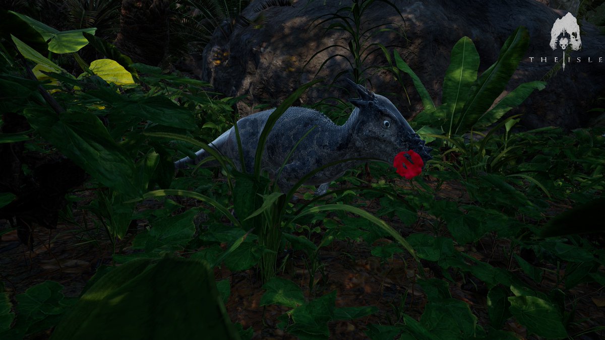 DenverIsle's tweet photo. Hey la commu voici les screen du jour
 📸Venez jouer sur Denveur !     Serveur No Official   Denver [EU] Low Rules - AI &amp; FREE STORAGE   
Discord: https://t.co/8jfQWMSfZz 

#theisle #theislegame #theislegameplay #theisleevrima #Follow #nature #cute #followme https://t.co/LKVOTfLRuZ